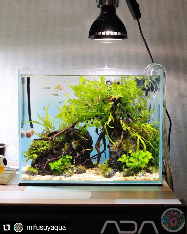 AMATERAS LED 10W 使用実例 @mifusuyaqua 様 – 植物育成ライト