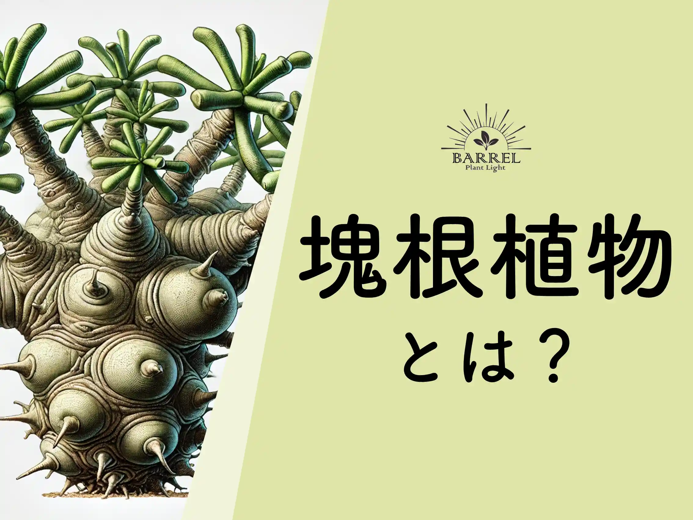 塊根植物とは