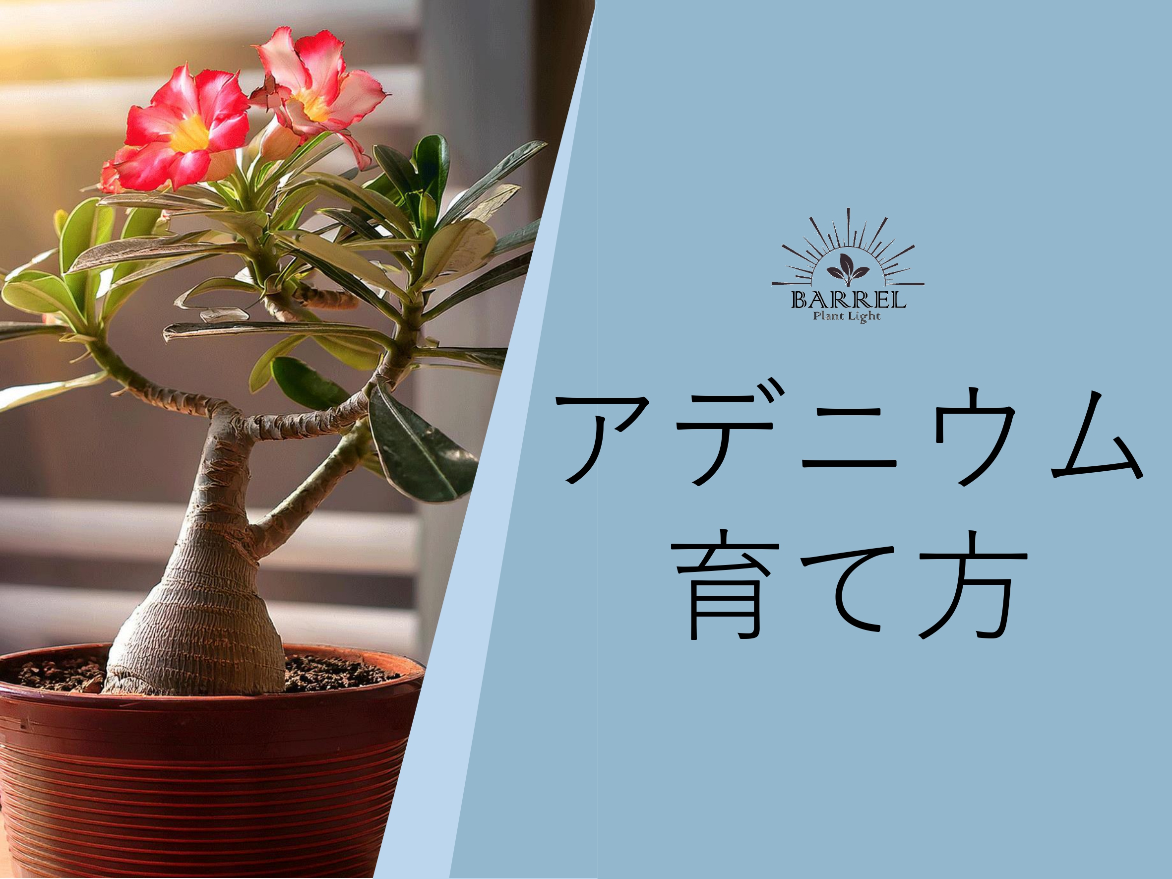アデニウム 育て方