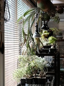 GREEN HOUSE ビニール温室】発売のお知らせ – 植物育成ライト 専門店