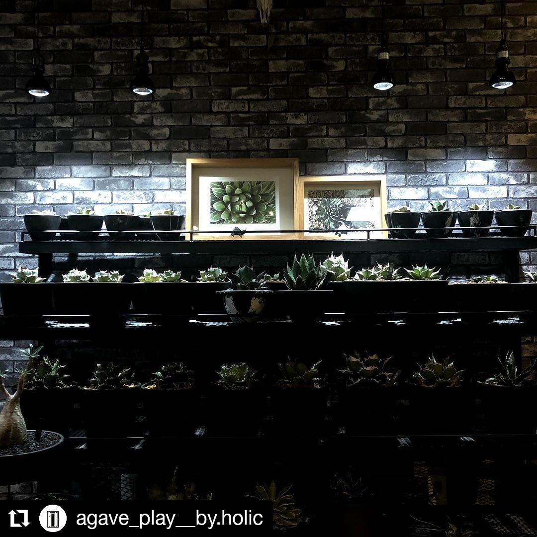 AMATERAS LED 使用実例 @agave_play__by.holic 様 – 植物育成ライト 専門店 BARREL ブログ