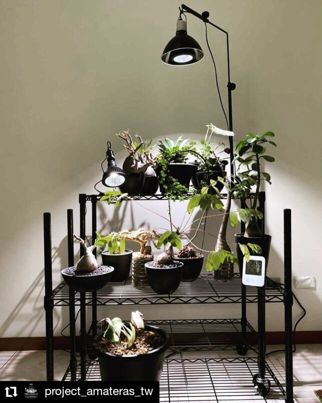 当店だけの限定モデル 新品 AMATERAS LED 20W 植物育成 LEDライト
