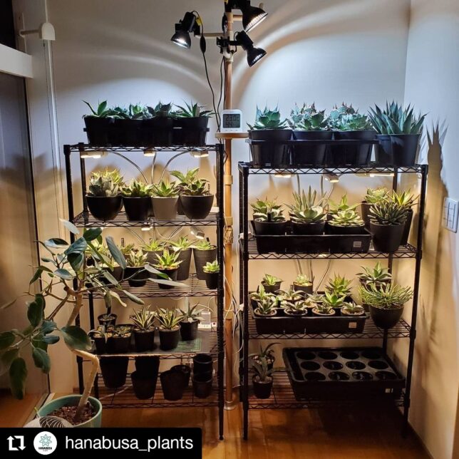 Amateras Led 使用実例 Instagramid Hanabusa Plants 様 植物育成ライト 専門店 Barrel ブログ