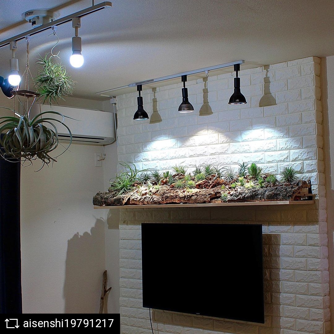 AMATERAS LED 使用実例 @aisenshi19791217 様 – 植物育成ライト 専門店 BARREL ブログ
