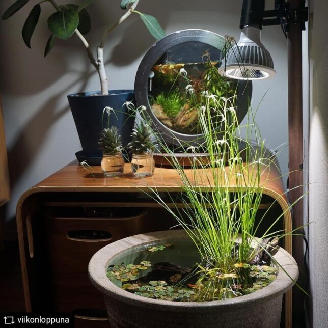 TSUKUYOMI LED 使用実例 @viikonloppuna 様 – 植物育成ライト 専門店 