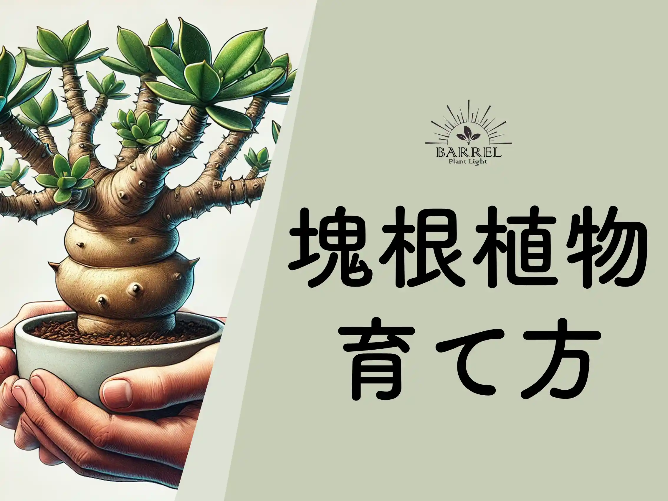 塊根植物の育て方を知ろう！初心者でも大きく育てられる秘訣とは？