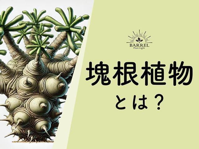 塊根植物とは