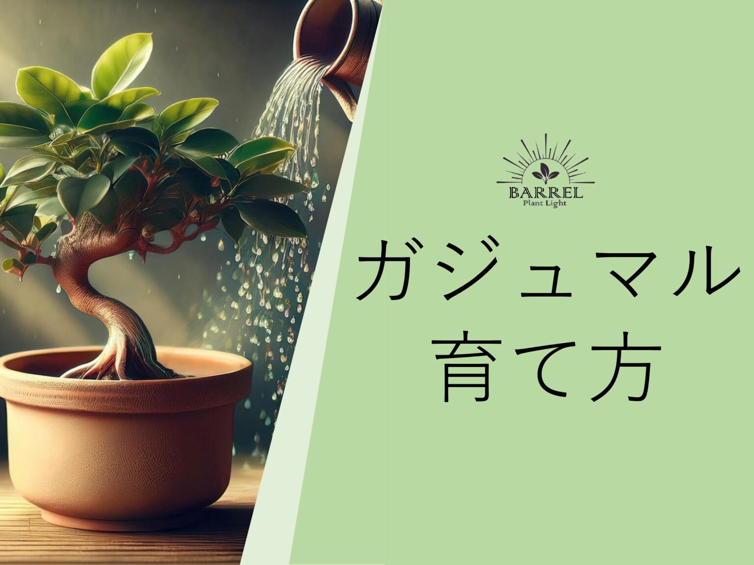 ガジュマルとは