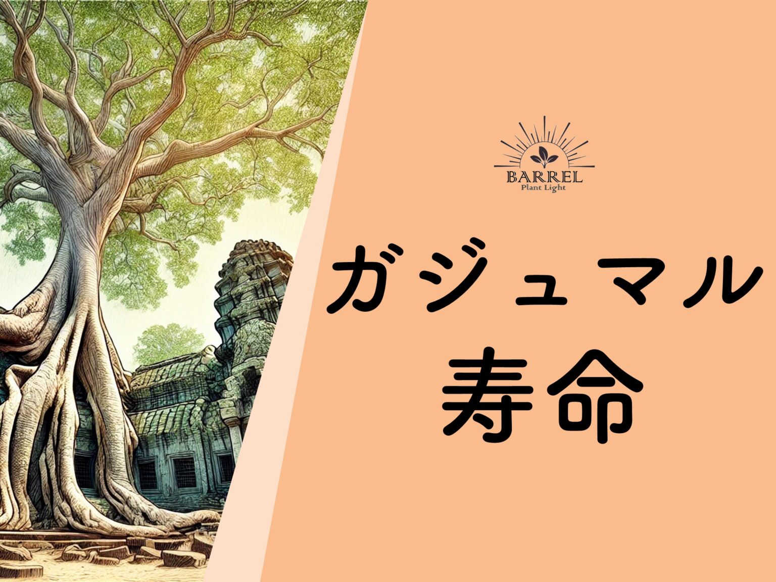 ガジュマルとは