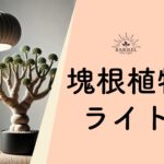 塊根植物用ライトの種類と選び方を解説！意外なメリットもご紹介