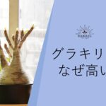 パキポディウム・グラキリスはなぜ高いのか？価格相場から高さの理由まで解説