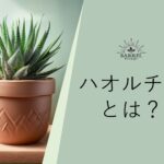 ハオルチアとは？種類や初心者にもおすすめの理由を解説