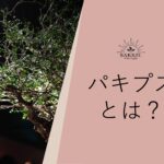オペルクリカリア・パキプスとは？塊根が特徴の植物の育て方・選び方を解説