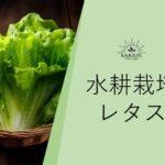 水耕栽培でレタスがぐんぐん成長！節約にもなる土なしで簡単に育てる方法やメリットをご紹介